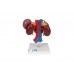 model nerek człowieka z tylnymi organami górnej części brzucha, 3 części - 3b smart anatomy - 1000310 [k22/3] 3b scientific modele anatomiczne 4